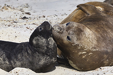 New born southern elephant seal (Mirounga leonina) pup with mother, Sea Lion Island, Falkland Islands, South America