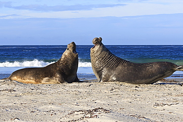 Two southern elephant seal (Mirounga leonina) bulls rear up to establish dominance, Sea Lion Island, Falkland Islands, South America