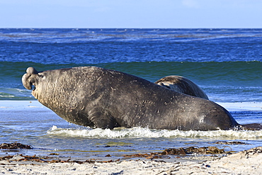 Southern elephant seal (Mirounga leonina) bull departs after lost battle, Sea Lion Island, Falkland Islands, South America