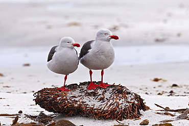 Pair of Dolphin gulls (Leucophaeus scoresbii) on a seaweed covered rock, Sea Lion Island, Falkland Islands, South America