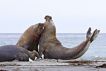 Two southern elephant seal (Mirounga leonina) bulls rear up and attack to establish dominance, Sea Lion Island, Falkland Islands, South America