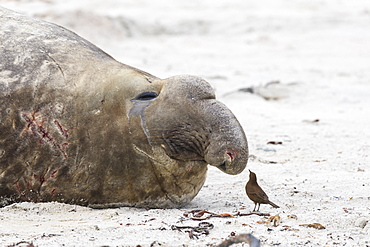 Scarred Southern elephant seal (Mirounga leonina) bull and Cobb's wren (Troglodytes cobbi), Sea Lion Island, Falkland Islands, South America