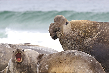 Southern elephant seal (Mirounga leonina) bull rules the harem during breeding season, Sea Lion Island, Falkland Islands, South America
