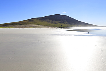 Glistening beach, tracks, sea spray and Mount Harston, the Neck, Saunders Island, Falkland Islands, South America