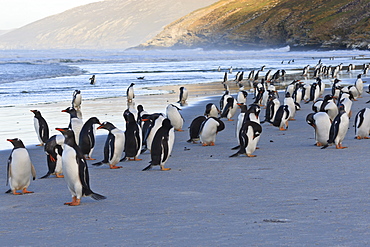 Gentoo penguins (Pygoscelis papua) on beach with rolling waves, evening at the Neck, Saunders Island, Falkland Islands, South America