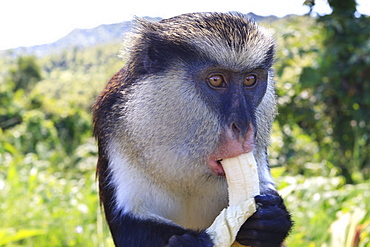 Mona monkey (Cercopithecus mona) eats banana, Grand Etang National Park, Grenada, West Indies, Caribbean, Central America 