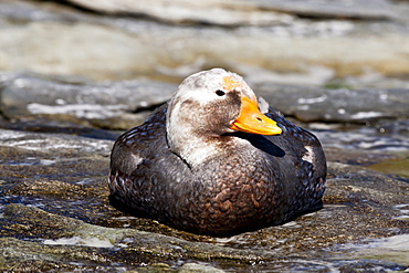 Falkland Flightless Steamerduck (Tachyeres brachypterus) male on beach, the Neck, Saunders Island, Falkland Islands, South America