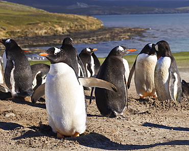 Gentoo penguins (Pygoscelis papua) breeding colony, the Neck, Saunders Island, Falkland Islands, South America