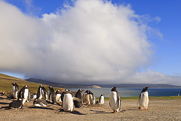 Gentoo penguins (Pygoscelis papua) breeding colony, the Neck, Saunders Island, Falkland Islands, South America