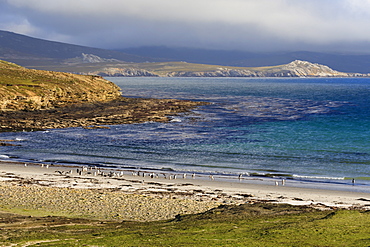 Gentoo penguins (Pygoscelis papua) on beach with mountains shrouded in low cloud, the Neck, Saunders Island, Falkland Islands, South America