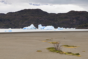 Lone bush on Lago Grey lakeshore, with icebergs behind, Torres del Paine National Park, Patagonia, Chile, South America 