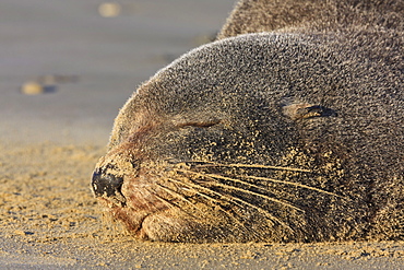 New Zealand fur seal (Arctocephalus forsteri) sleeps on a beach, Catlins, South Island, New Zealand, Pacific 