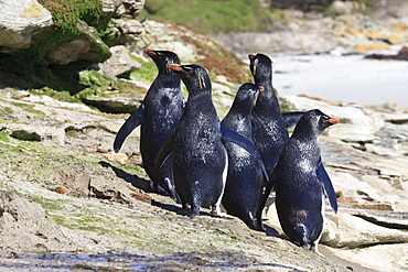 Wet rockhopper penguins (Eudyptes chrysocome) on rocks, the Neck, Saunders Island, Falkland Islands, South America 