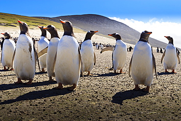 Gentoo penguin (Pygoscelis papua) group displays inquisitive behaviour, the Neck, Saunders Island, Falkland Islands, South America 