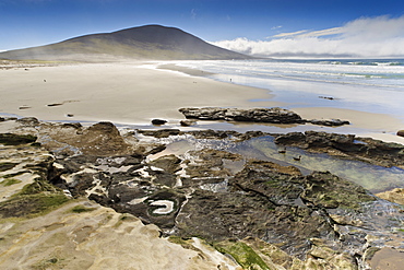 Pair of Patagonian crested ducks (Lophonetta specularioides) in a pool,  beach, the Neck, Saunders Island, Falkland Islands, South America 