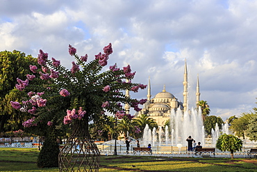 Flowering tree and families in Sultanahmet Park in front of the Blue Mosque, August early morning, Sultanahmet, Istanbul, Turkey, Europe