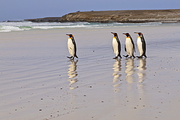 King penguins (Aptenodytes patagonicus) in a line on a white sand beach, Volunteer Point, East Falkland, Falkland Islands, South America 