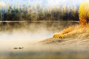 Wildfowl on Snake River surrounded by a cold dawn mist, autumn (fall), Grand Teton National Park, Wyoming, United States of America, North America 