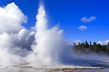 Sawmill Geyser erupts, Upper Geyser Basin, Yellowstone National Park, UNESCO World Heritage Site, Wyoming, United States of America, North America 