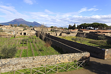 Elevated view to Mount Vesuvius, over Garden of the Fugitives, Roman ruins of Pompeii, UNESCO World Heritage Site, Campania, Italy, Europe