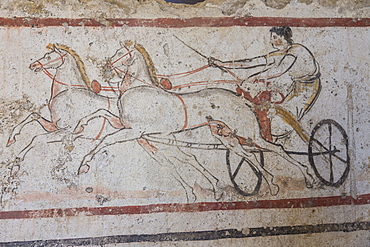 Charioteer and horses, painted tomb slab detail, National Archaeological Museum, Paestum, UNESCO World Heritage Site, Campania, Italy, Europe