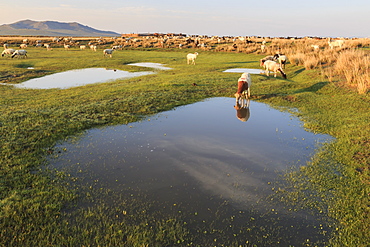 Grazing herd of goats and sheep at sunrise, reflected goat drinks from pool in summer, Nomad camp, Gurvanbulag, Bulgan, Mongolia, Central Asia, Asia