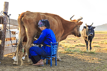 Seated lady wearing traditional clothing (deel) milks cow, Summer dawn, Nomad camp, Gurvanbulag, Bulgan, Northern Mongolia, Central Asia, Asia