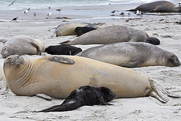 New born southern elephant seal (Mirounga leonina) pups and mothers on a beach, Sea Lion Island, Falkland Islands, South America 