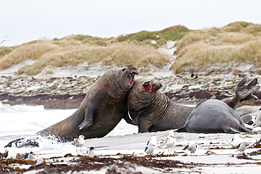 Two bloody southern elephant seal (Mirounga leonina) bulls do battle to establish dominance, Sea Lion Island, Falkland Islands, South America 