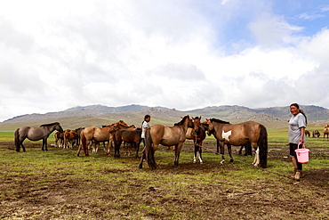 Lady with milking bucket and horses, Summer nomad camp, Khujirt, Uvurkhangai (Ovorkhangai), Central Mongolia, Central Asia, Asia