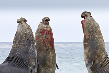 Three southern elephant seal (Mirounga leonina) bulls rear up whilst doing battle, Sea Lion Island, Falkland Islands, South America 