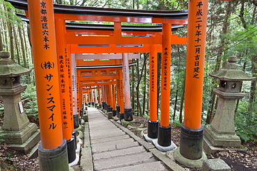 Fushimi Inari Taisha, Shinto shrine, vermilion torii gates line paths in wooded forest on Mount Inari, Kyoto, Japan, Asia