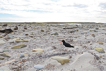 Magellanic oyster catcher (Haematopus leucopodus) and Sea Lion Lodge, Sea Lion Island, Falkland Islands, South America 