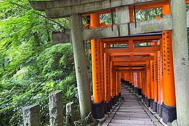 Fushimi Inari Taisha, Shinto shrine, vermilion torii gates line paths in wooded forest on Mount Inari, Kyoto, Japan, Asia