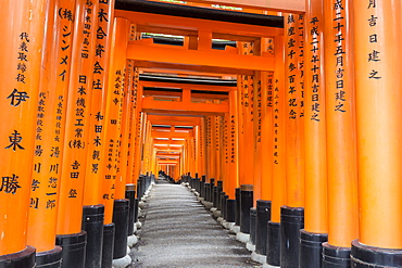 Fushimi Inari Taisha, Shinto shrine, vermilion torii gates line paths in wooded forest on Mount Inari, Kyoto, Japan, Asia