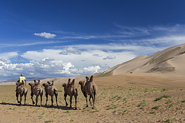 Bactrian camel train along base of huge sand dunes, blue skies on a summer evening, Khongoryn Els, Gobi Desert, Mongolia, Central Asia, Asia