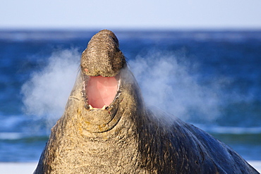 Southern elephant seal (Mirounga leonina) bull uses vocalisation and produces steam, Sea Lion Island, Falkland Islands, South America