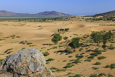 View over Mongol Els sand dunes on a summer morning, Khogno Khan Uul Nature Reserve, Gurvanbulag, Bulgan province, Northern Mongolia, Central Asia, Asia