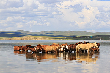 Herd of horses and foals cool off by standing in a lake in summer, Arkhangai, Central Mongolia, Central Asia, Asia