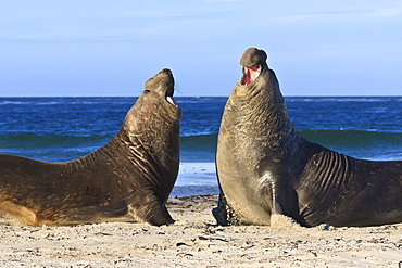 Two southern elephant seal (Mirounga leonina) bulls rear up to establish dominance, Sea Lion Island, Falkland Islands, South America