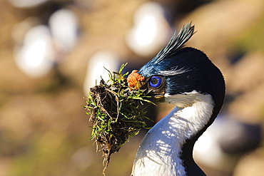 King cormorant (Imperial cormorant) (Phalacrocorax atriceps) with nesting material, the Neck, Saunders Island, Falkland Islands, South America 