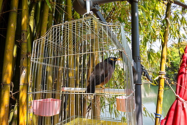 Bird in a cage in Lijiang, Yunnan, China, Asia 