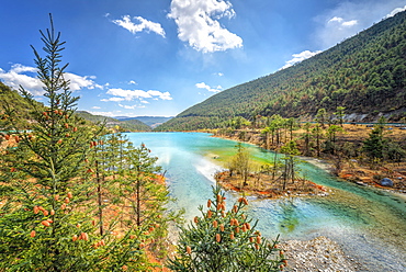 White Water River and pine trees, 25km north of Lijiang., Yunnan, China, Asia 