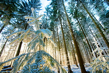 Setting sun illuminating the frozen forest of Koenigstuhl mountain (Kings Chair), Heidelberg, Baden-Wurttemberg, Germany, Europe