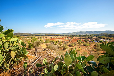 Cacti and Ibiza landscape, Ibiza, Balearic Islands, Spain, Mediterranean, Europe