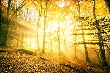 Otherworldly golden light rays permeating dense mist in a forest, Heidelberg area, Baden-Wurttemberg, Germany, Europe