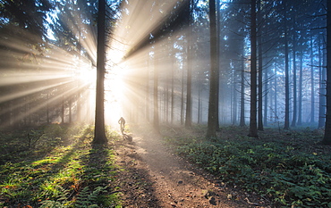 Fan of light rays and trail in a misty forest, Baden-Wurttemberg, Germany, Europe