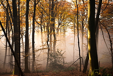 Ascending fog bank mixing in with warm afternoon sunlight in a forest, Heidelberg area, Baden-Wurttemberg, Germany, Europe