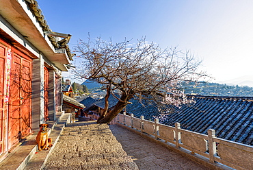Dog sitting in the sun, with plum tree and Lijiang roofs, Lijiang, Yunnan, China, Asia 