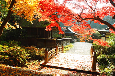 Autumn Leaves Of Himukai Shrine, Kyoto, Japan